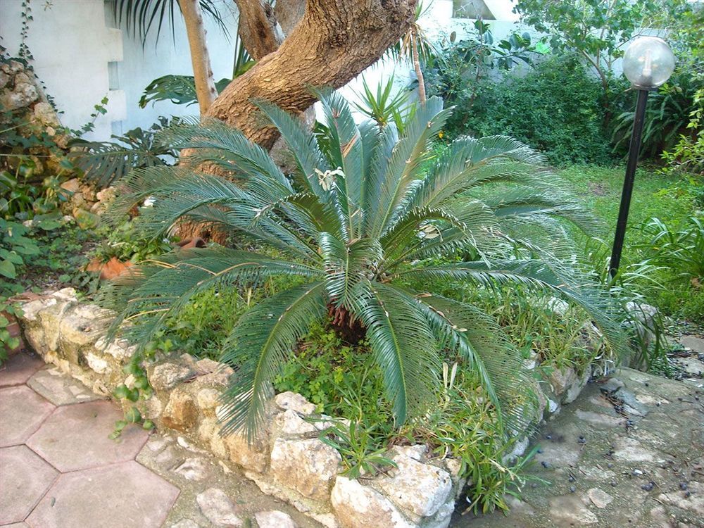 B&B La Rosa Antica Castro  Luaran gambar
